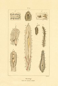 肠子，1833-39 作者 法语学校
